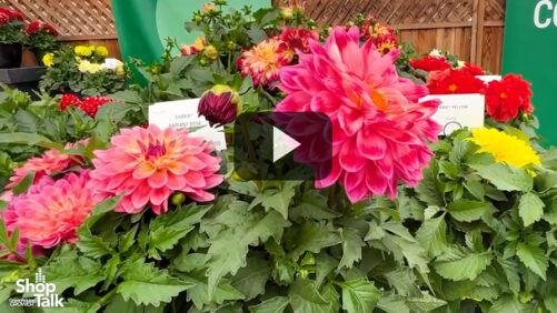 Videos from CAST 2025: Danziger’s New Dahlia Cherie Series