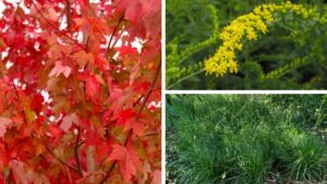 Check Out These Gold Medal-Winning Plants