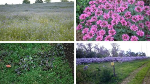 Putting Natives and Nativars in Perspective