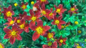 10 Varieties That Popped at Proven Winners’ Plant Preview