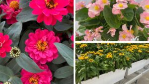 Dr. A’s Top Picks From California Spring Trials 2025, Day 5