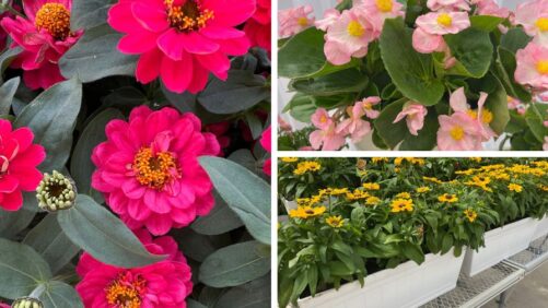 Dr. A’s Top Picks From California Spring Trials 2025, Day 5