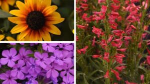 Videos of the Week: New 2026 Varieties from Darwin Perennials