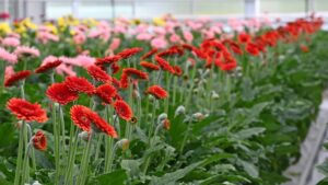 Learning Opportunity: How To Handle Postharvest Cut Flowers in 2025