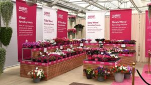 Videos of the Week: A Wave Petunias and Pansies Guide