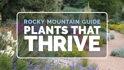 Introducing the New ‘Rocky Mountain Guide: Plants That Thrive’