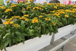R: Rudbeckia ‘Tablemate Gold’ at Benary