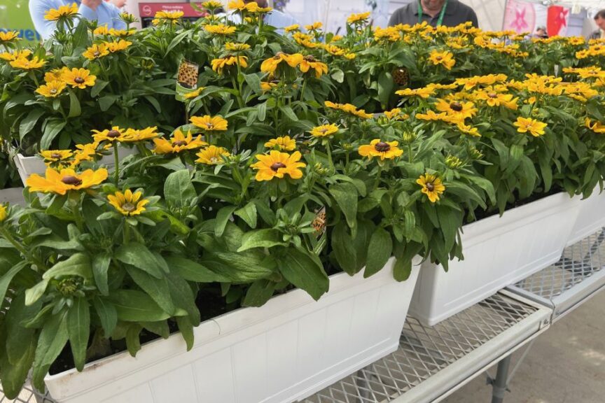 R: Rudbeckia ‘Tablemate Gold’ at Benary