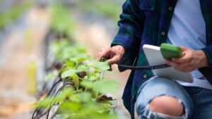 New Research Aims to Boost Greenhouse Herb Production