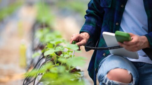 New Research Aims to Boost Greenhouse Herb Production