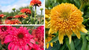 Terra Nova Expands Its Echinacea Lineup and Showcases Varieties in China