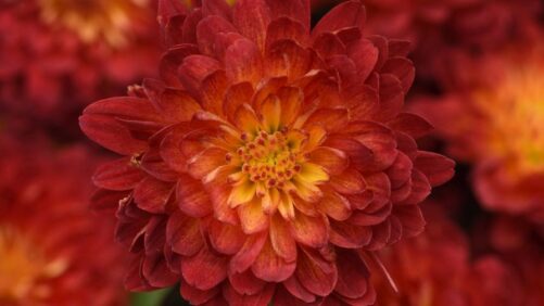 What’s Happening in the World of Garden Mums?