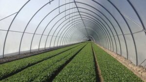 High Tunnel Study Reveals Production Challenges and Solutions