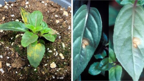 How to Spot and Manage Fuchsia Rust in Your Greenhouse