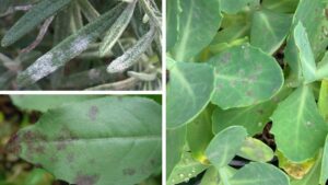 Why It’s Important to Start Scouting for Powdery Mildew Early