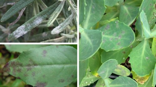 Why It’s Important to Start Scouting for Powdery Mildew Early