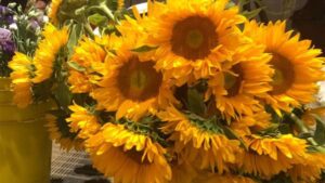 The Fast-Spreading Pest That Is the Sunflower Spittlebug