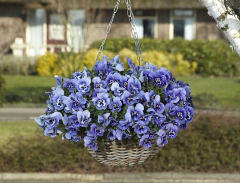 Pansy ‘Top Wave’ (PanAmerican Seed)