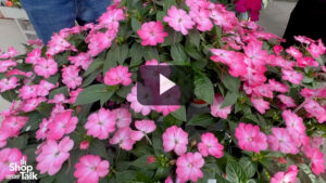 Videos from CAST 2025: New SunPatiens from Sakata