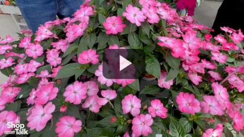 Videos from CAST 2025: New SunPatiens from Sakata