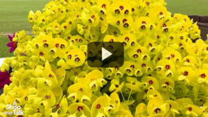Videos from CAST 2025: New Euphorbias and Dahlias at PlantHaven