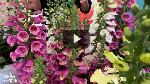 Videos from CAST 2025: The Digitalis DiBella Series from Hem Genetics