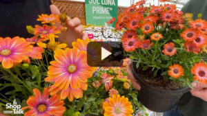 Videos from CAST 2025: Danziger’s New Osteospermum Besties Series