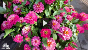 Videos from CAST 2025: New Colors in the Belize Zinnia Series from Takii