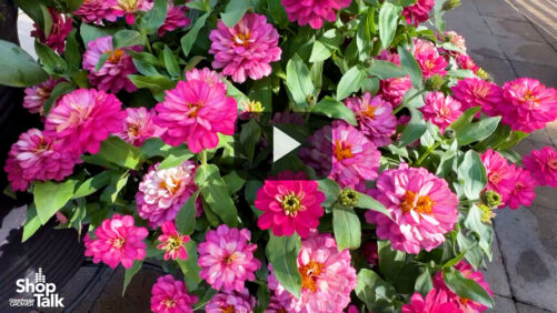 Videos from CAST 2025: New Colors in the Belize Zinnia Series from Takii