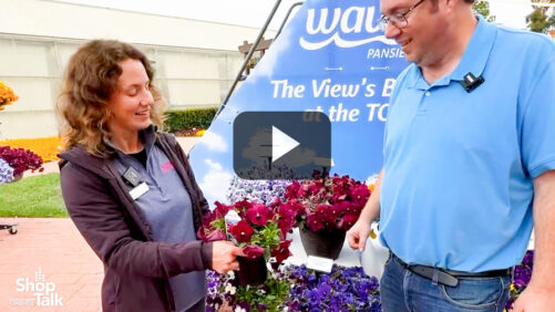Videos from CAST 2025: The New Top Wave Pansy Series from PanAmerican Seed