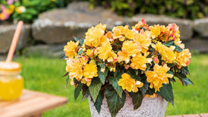 I’Conia® Begonias Deliver Unmatched Beauty, Reliability and Performance
