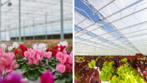 New Webinar Series Aims to Help Growers Modernize Greenhouse Production