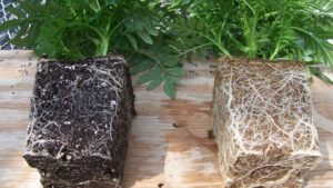 How Growing Media and Greenhouse Sanitation Contribute to Crop Consistency