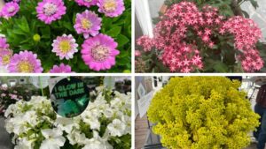 Strike Up the Band: The New Plants Are Coming