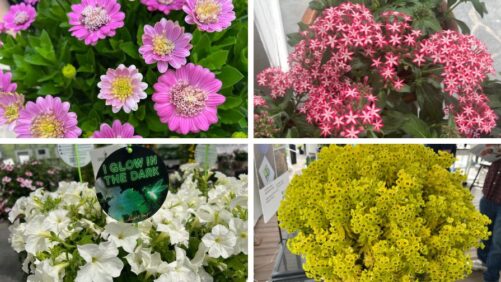 Strike Up the Band: The New Plants Are Coming