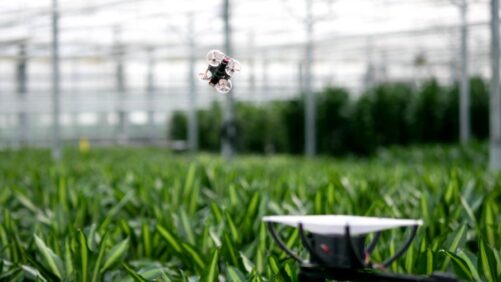 How AI Is Transforming Greenhouse Operations