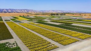 Everde Growers Emerging From Chapter 11 Bankruptcy