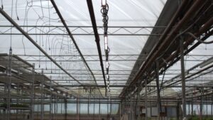 How a Top 100 Grower Achieved Healthier Plants by Upgrading Its Lighting