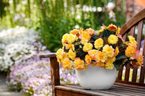Begonia iCandy Series (Syngenta Flowers)