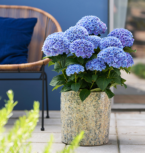 Magical Hydrangea (Opal Blue)