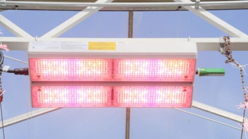 How Dynamic LED Grow Lighting Is Transforming Horticulture