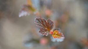 The Art of Plant Pairing, and How You Can Improve