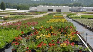 How a Top 100 Grower Boosted Spring Production Through Collaboration