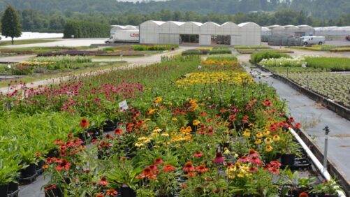 How a Top 100 Grower Boosted Spring Production Through Collaboration