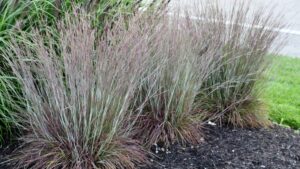 Poplar Ridge Nursery Joins the Bloomin’ Easy Plants Network