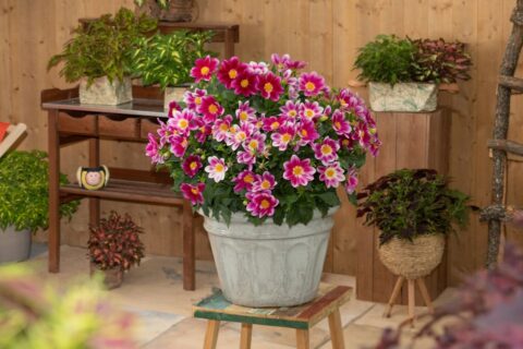 Dahlia ‘Summer Bees’ (Dümmen Orange)