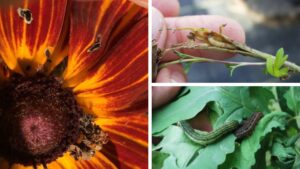 Uncommon Greenhouse Pests and the Flowers That Attract Them