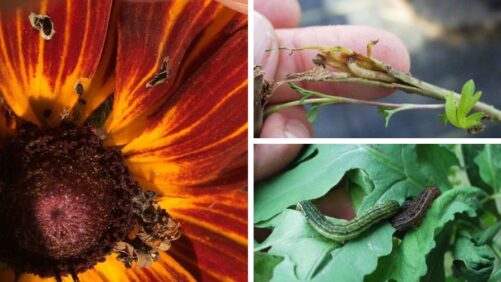 Uncommon Greenhouse Pests and the Flowers That Attract Them