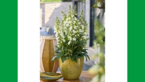 Digitalis ‘Hanabee F1 White’ Wins the 2025-26 FleuroStar Award