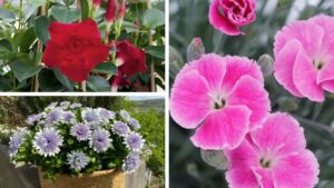 Success from Selecta One at the 2025 FlowerTrials